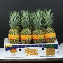 파인애플 이미지