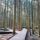 한라산둘레길안내센터 | 제주도 여행 사려니숲길 한라산둘레길 무장애나눔길 코스 추천 소요시간