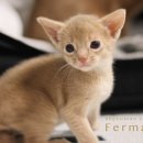 캐터리 페르마타 이미지