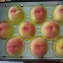 황도