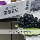 무지개농장 | 무지개빛 농장 캠벨포도 : 추석선물로 좋은 고당도포도