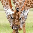 A giraffe family 이미지