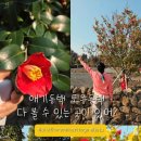 신흥동백나무군락 이미지