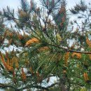 곡성 기차마을 애견동반펜션 이미지