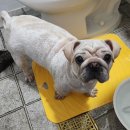 평생피부과동물병원 이미지