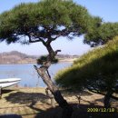 소나무가든 이미지