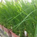 서울오금초등학교 이미지