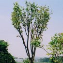 푸른조경 이미지