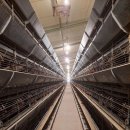 가금농장 이미지