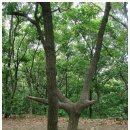 문학동고인돌 | 등산(登山)- 2008-06-22-인천 문학산 오르기-선학동-(구)송도역