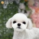 웰니스 펫뷰티 이미지