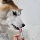 꽃댕이 멍집사 이미지