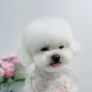 단비네펫살롱 이미지