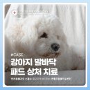 CM 동물병원 | 김포동물병원 강아지 발바닥 패드 찢어짐 상처 치료 [젠틀리동물의료센터]