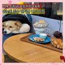 문 | 건대 빙동댕 새벽 3시까지 문여는 카페 흑임자 눈꽃빙수 땅콩빵 내돈내산 애견동반 후기