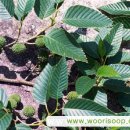 오리나무 이미지