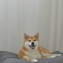투유마켓 이미지