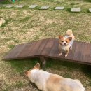 재키애견 이미지