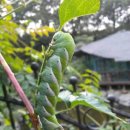 모산목장 이미지