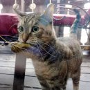 애정그루밍 이미지