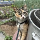 고기사랑 이미지