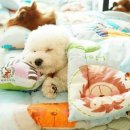 댕댕이,봄 이미지