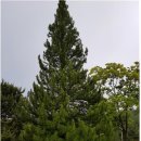 금송의원 이미지