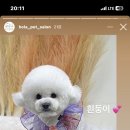 올라펫살롱 이미지