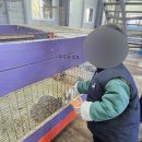 상상목장 | 남해 상상양떼목장 편백숲 후기 / 입장료 / 아이랑 가볼만한곳