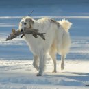 애견백과 - 보르조이 (Borzoi) 이미지