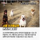 행복한댕댕이 이미지