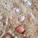 백운농장(2) 이미지