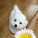 크루몽 | 비숑프리제 꿍이 분양