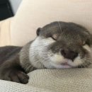 등마루