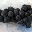 수원-0008 이미지