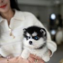 퍼피데일리 이미지