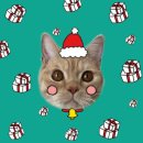 묘신사 그루밍 | [광명/일직동] 묘신사 고양이미용실, 고양이 무마취 미용