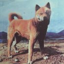 1983년 당시 최고 스타 진돗개 이미지