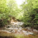 숲속계곡 이미지