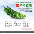 [특별할인] 2015년 국내산 생여주&건여주 판매중입니다. 이미지