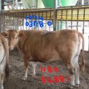 태영한우농장 이미지