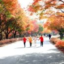 단풍나무 이미지