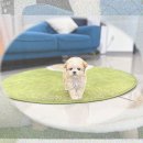 횡성동물병원 | 횡성 애견분양 묻지마 말티즈입양은 이제 그만! 푸른뜰 켄넬 후기