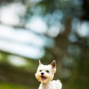 365동물병원 분당점 이미지