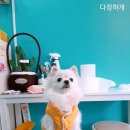 다정하개 이미지