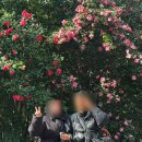 12/11 동백 선캐쳐 | 제주 카멜리아힐 동백꽃 명소 후기입장료·주차·소요시간 기념품 포토스팟 총정리