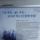 우리네코다리 이미지