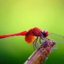 고추잠자리 이미지