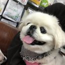 꾸러기동물병원