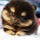 이쁜강아지 이미지